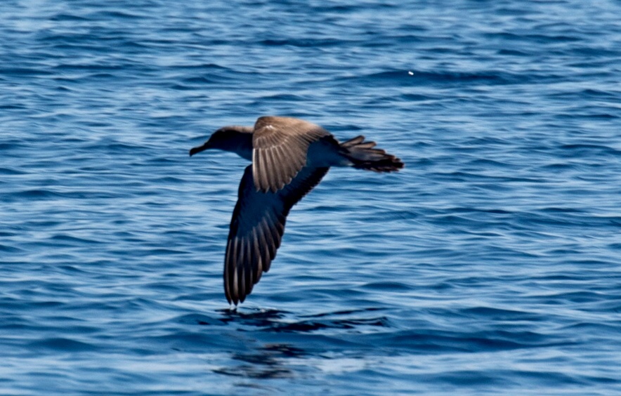 La berta maggiore, una specie simbolo del nostro mare